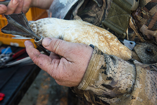 Waterfowl Research