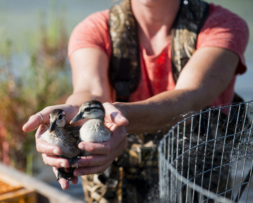 Holding baby ducks.