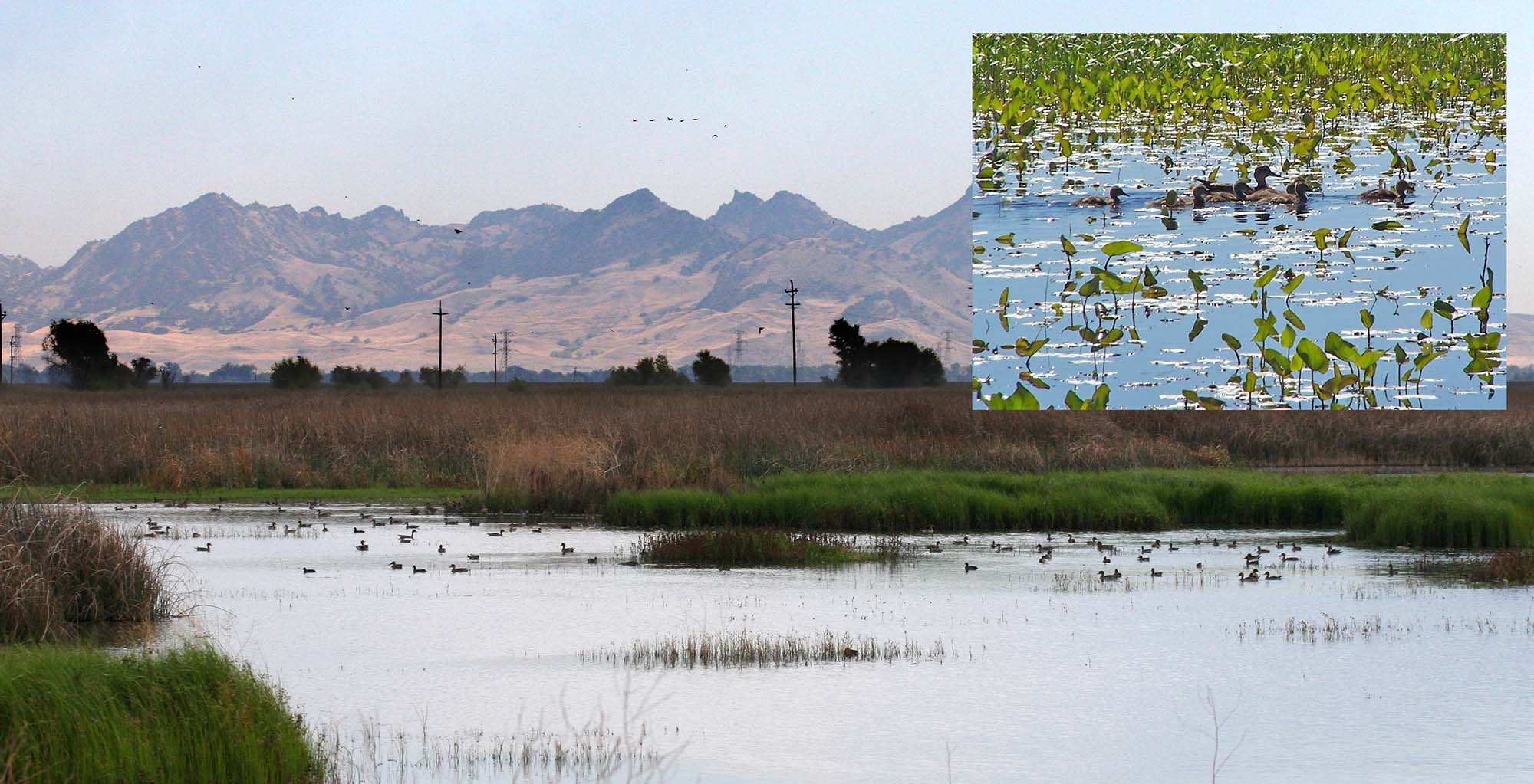 Egg Salvage brood ponds.