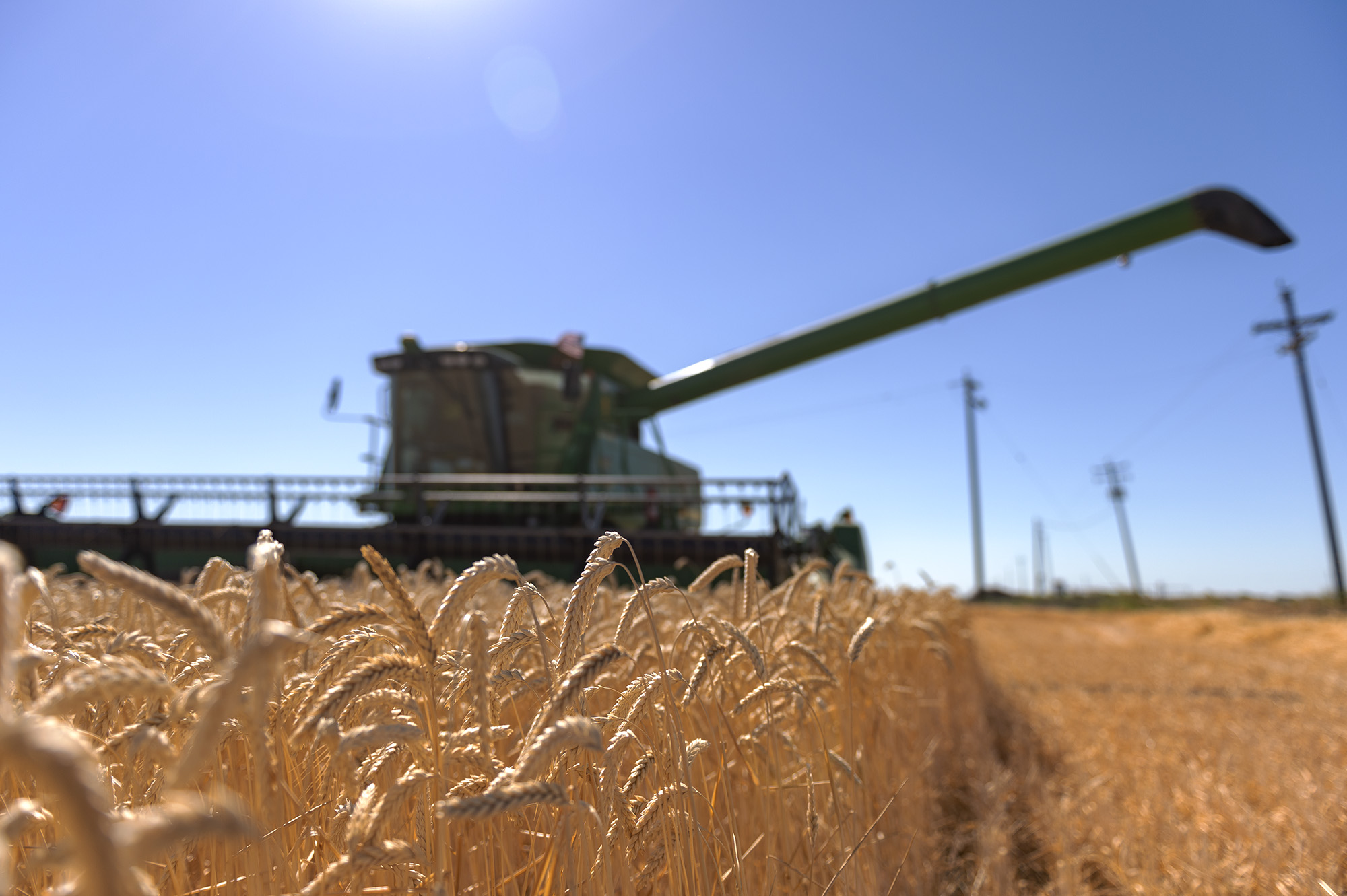 Wheat field with combine in the background