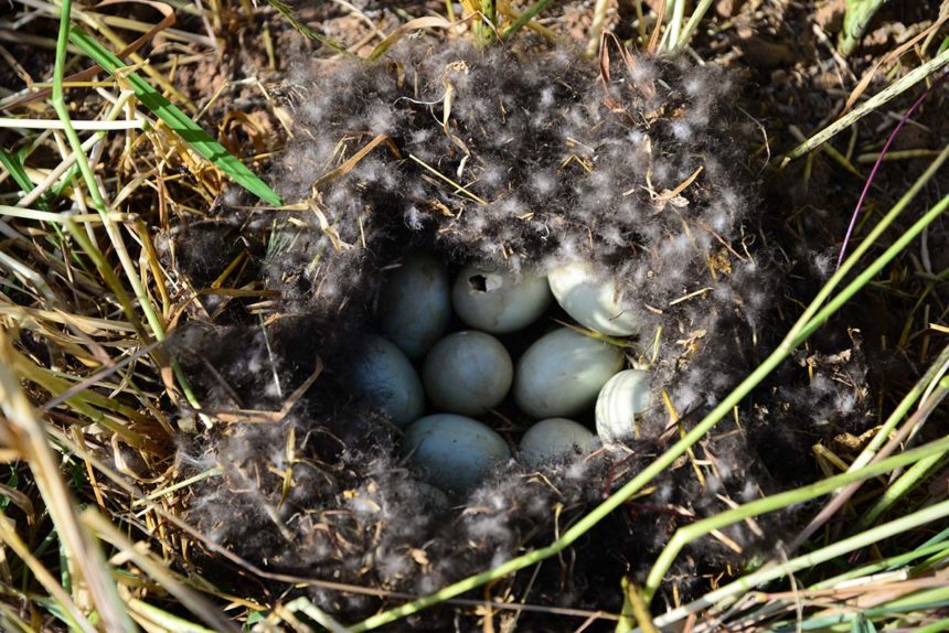 Egg salvage wheat field nest.