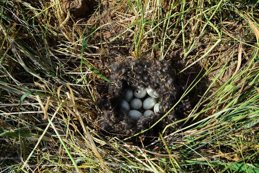 Ducks eggs in a wheat field.