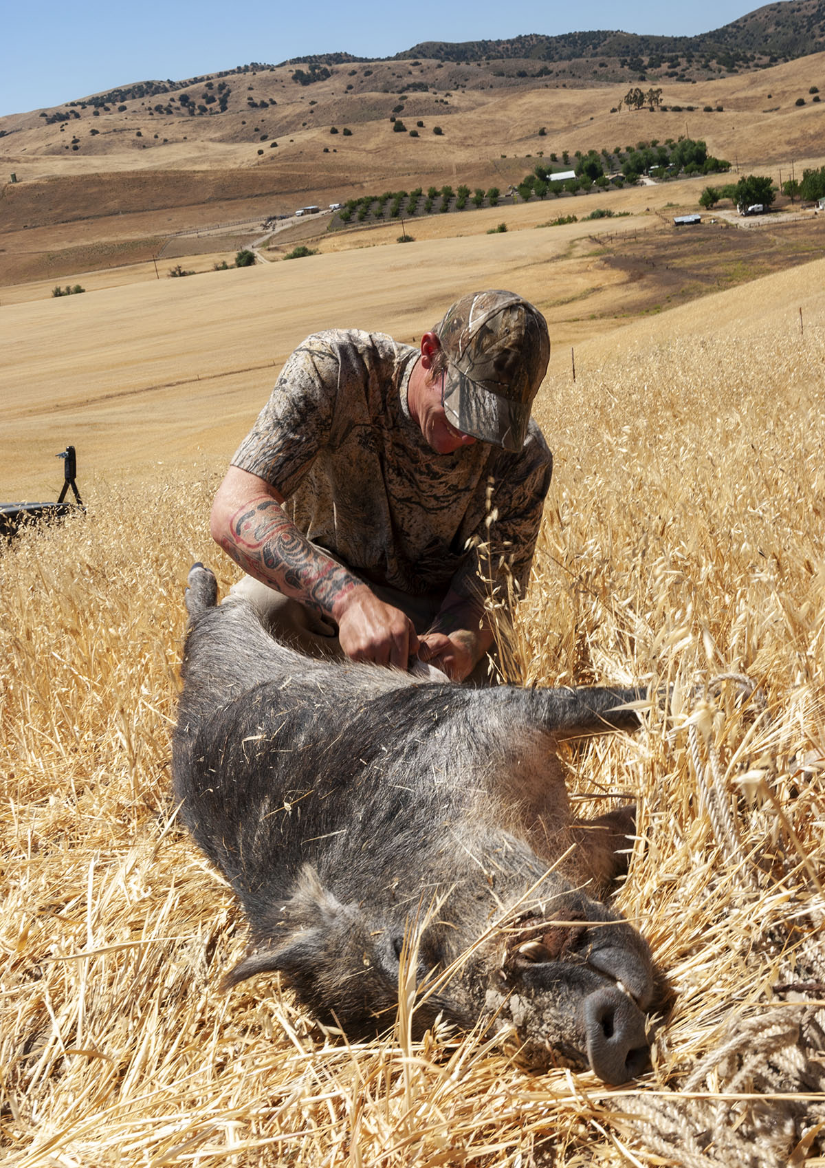 A hunter begins field dressing a pig