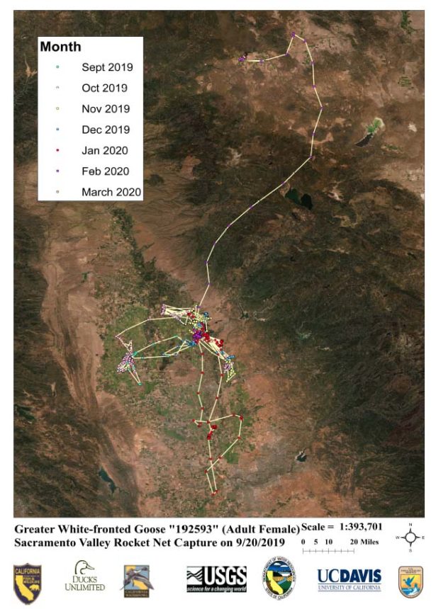 A map of the locatations visited by a GPS transmitter-collared female specklebelly goose