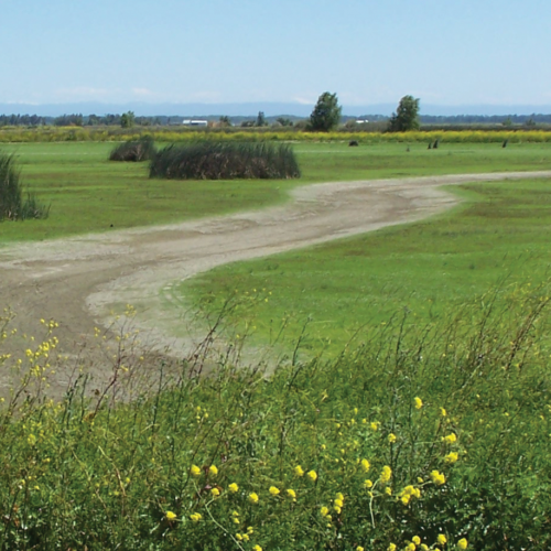 Photo shows an unflooded wetland.