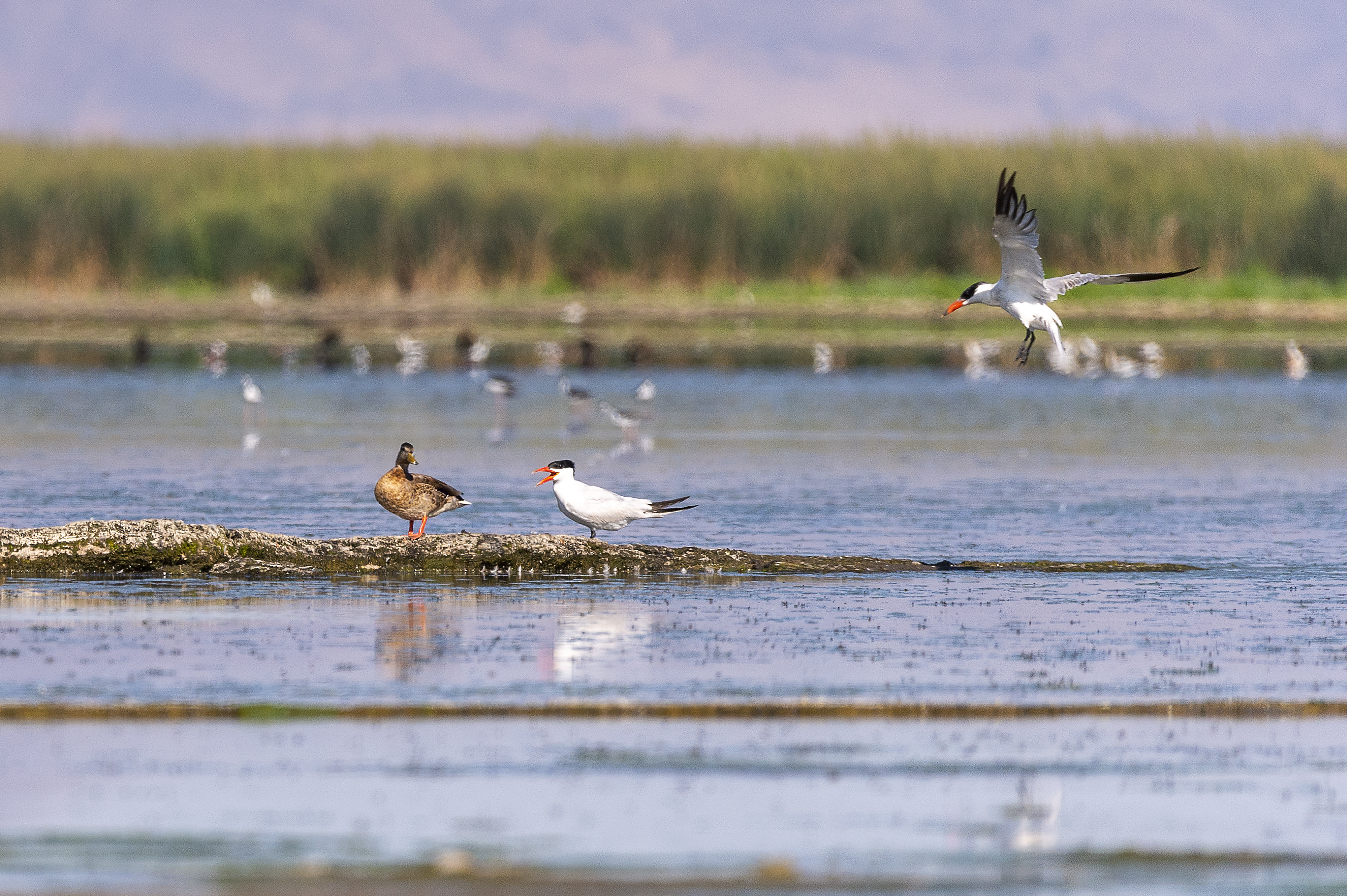 CWA Secures State Funding to Support Water Transfer for Lower Klamath NWR