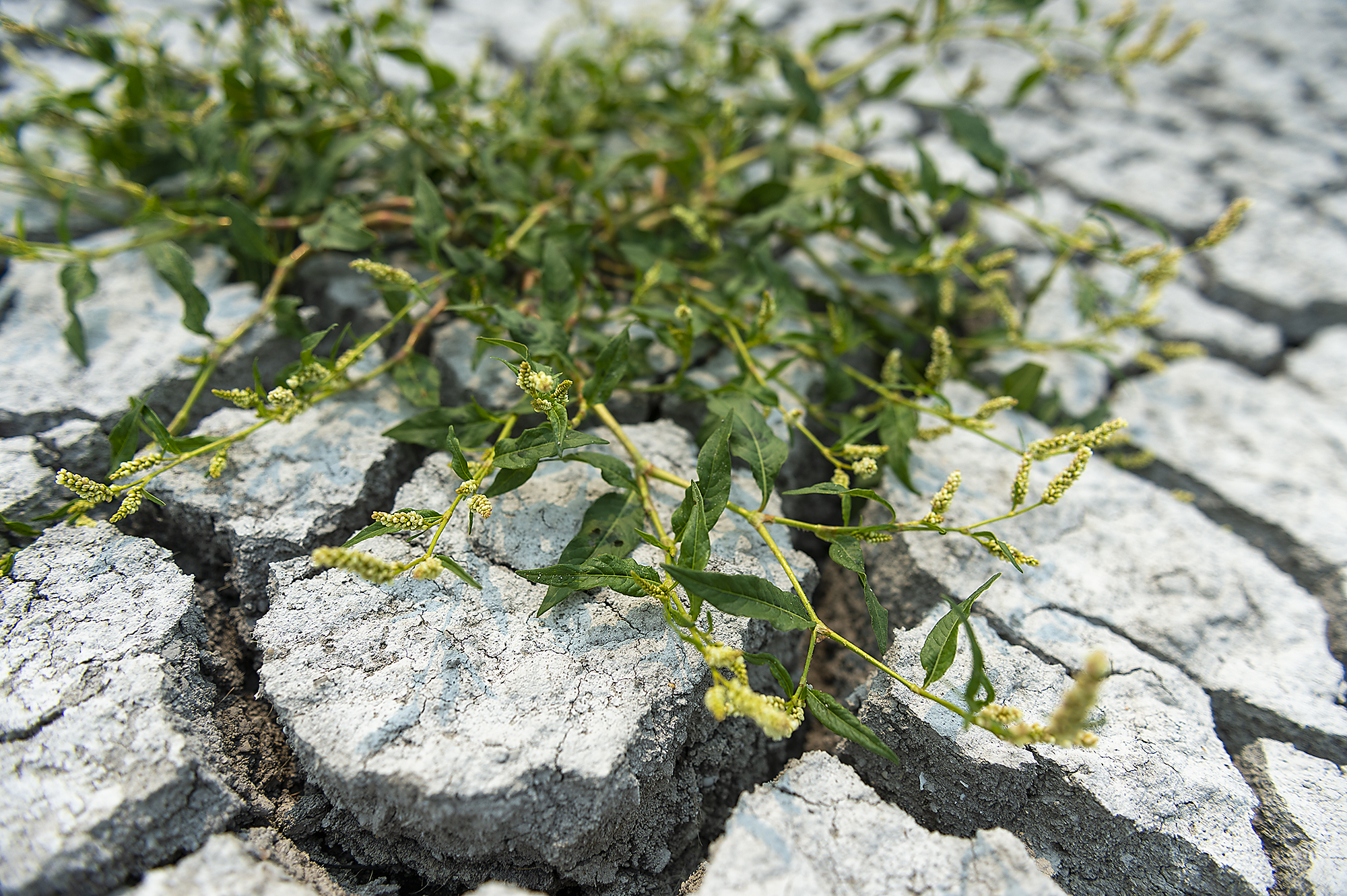 Smartweed growing in the drained Sump 1A at the Tule Lake NWR