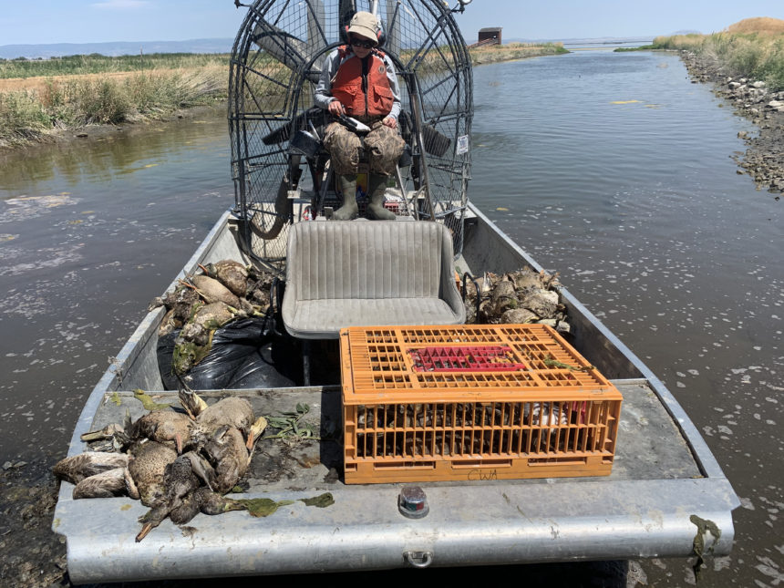 Biologist with an airboat full of duck carcasses - victims of avian botulism