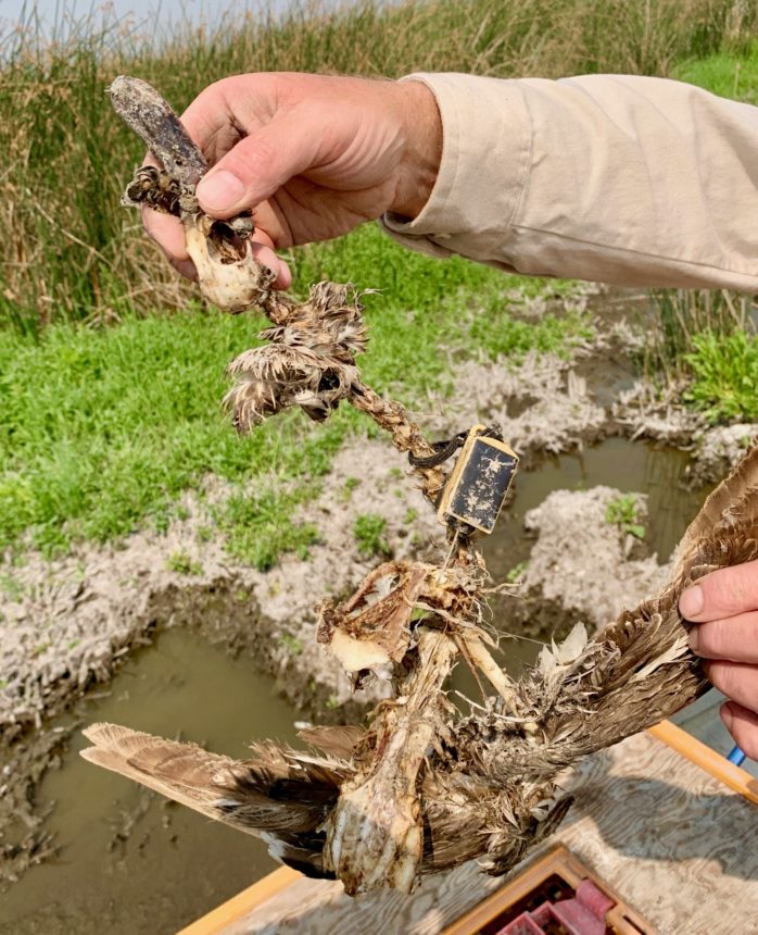 The scant remains of a duck that died of botulism