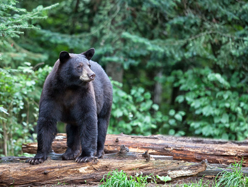 Black bear on a log