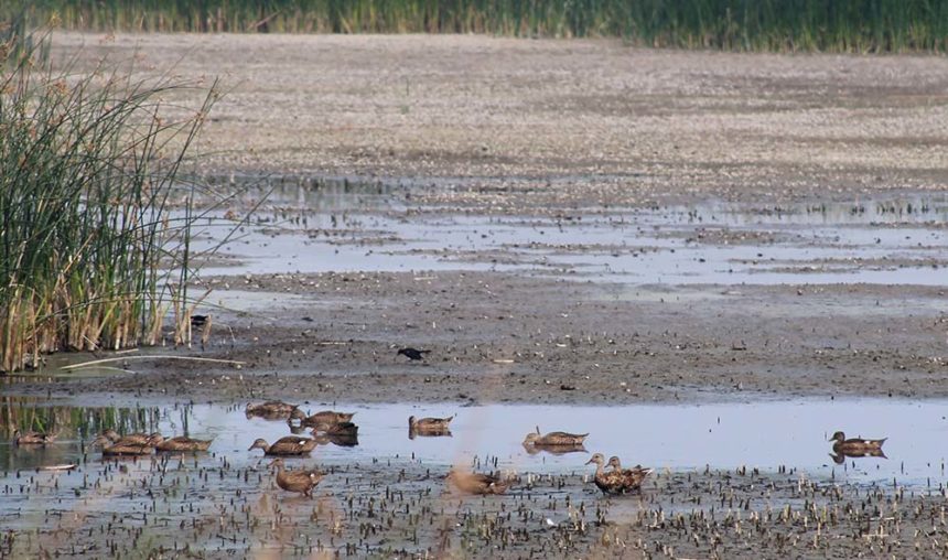 Flightless ducklings search for food in a disappearing wetland