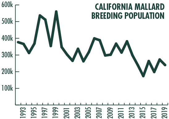 Graph showing decline of California mallard breeding population