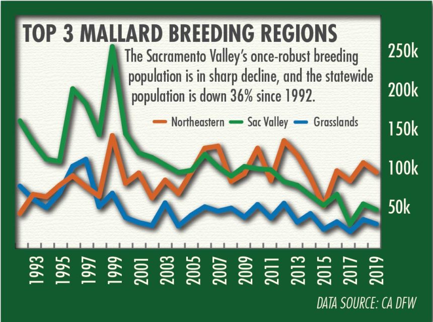 Graph shows trends for California's mallard breeding population by region