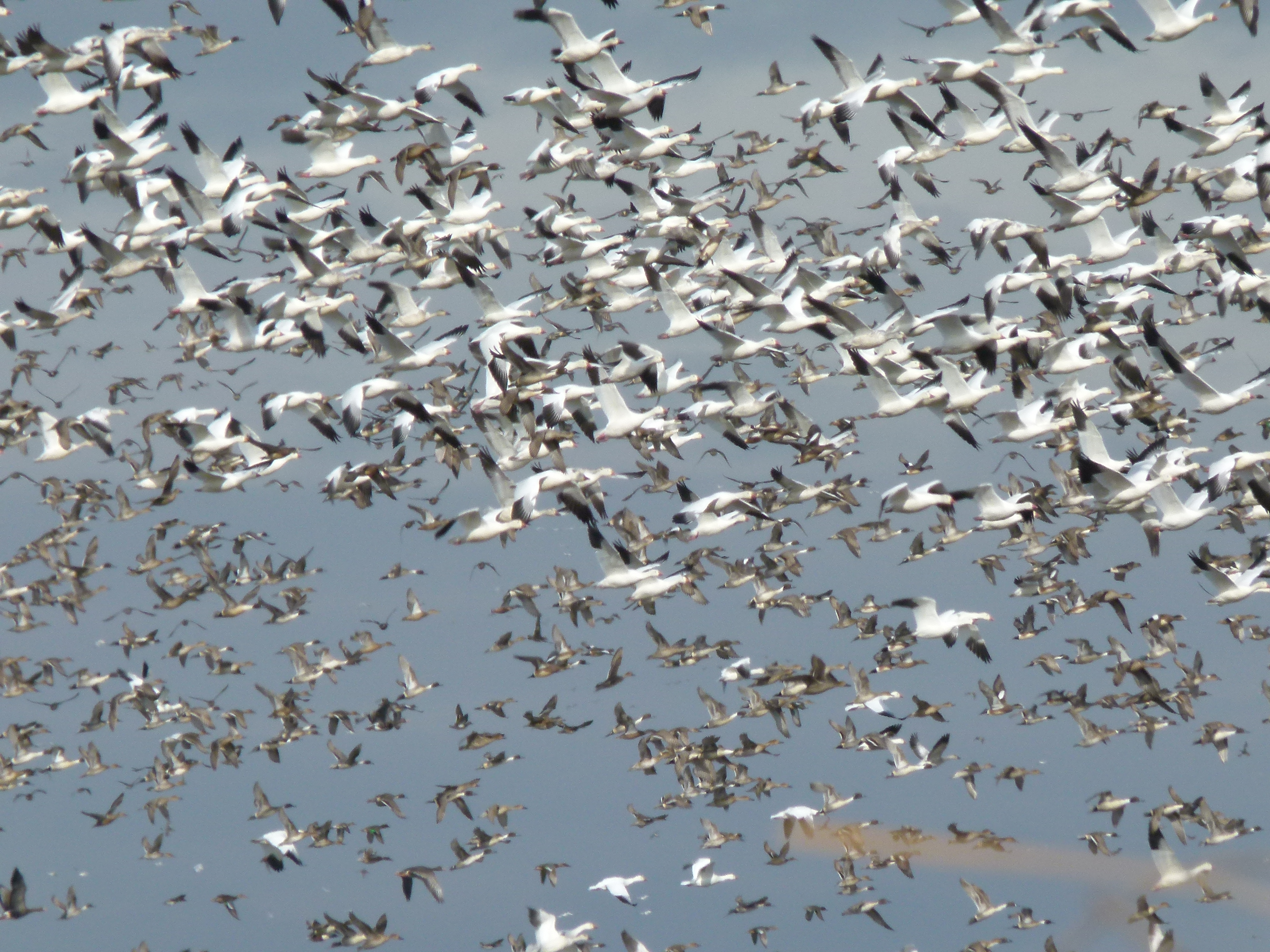 USDA's APHIS allows limited import of waterfowl from Canada