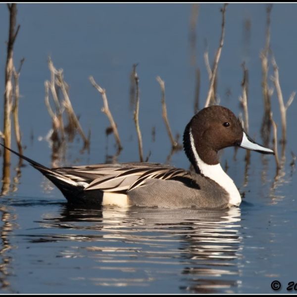 Image of a hunter walking through decoys before sunrise