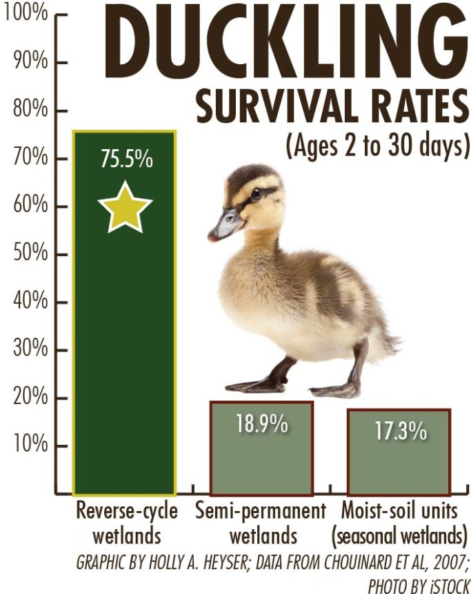 Mallard Ducks – Big Bear Zoo