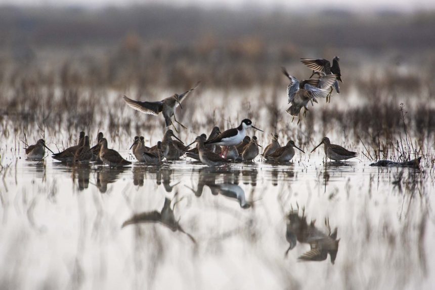Shorebirds at California Waterfowl's Goose Lake property