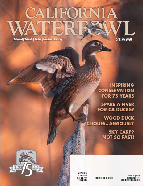 Cover of Spring 2020 issue of California Waterfowl Magazine
