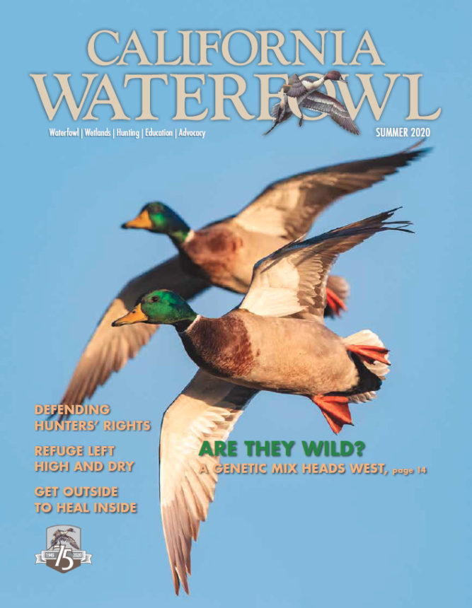 Cover of Summer 2020 issue of California Waterfowl, which features two drake mallards in flight.