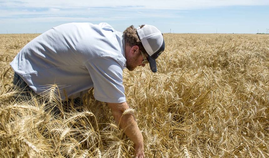 Farmer searches wheat field for a duck next