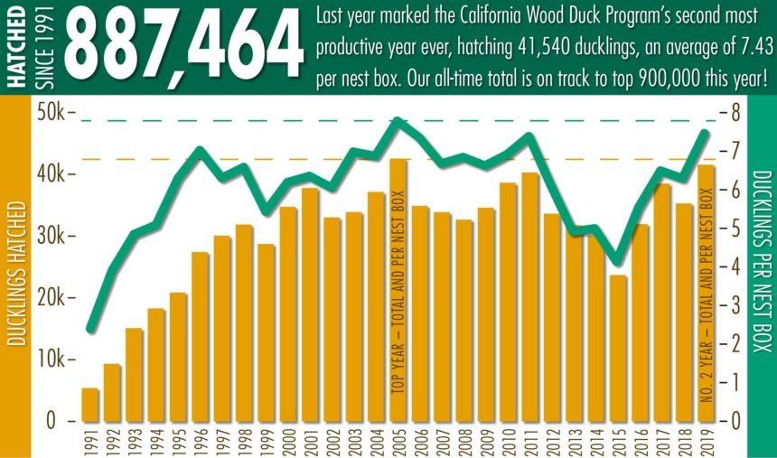Graph shows annual wood duck production and nest-box success 1991-2019 in the California Wood Duck Program, a volunteer-driven citizen-science program of California Waterfowl.