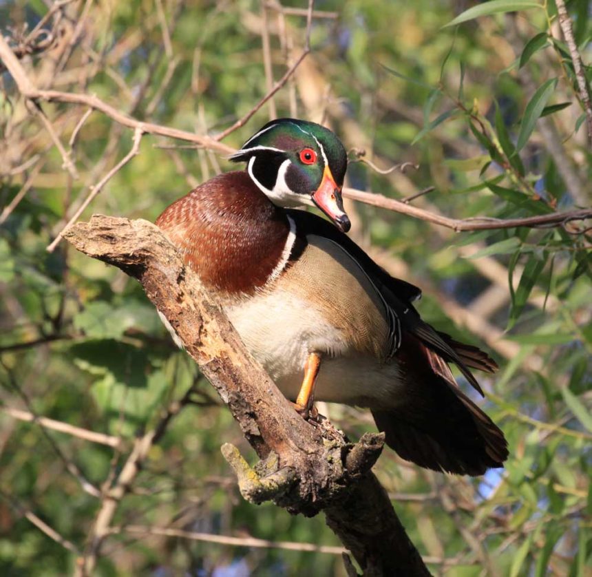 Five fast facts about ornate wood ducks  Forest Preserve District of Will  County