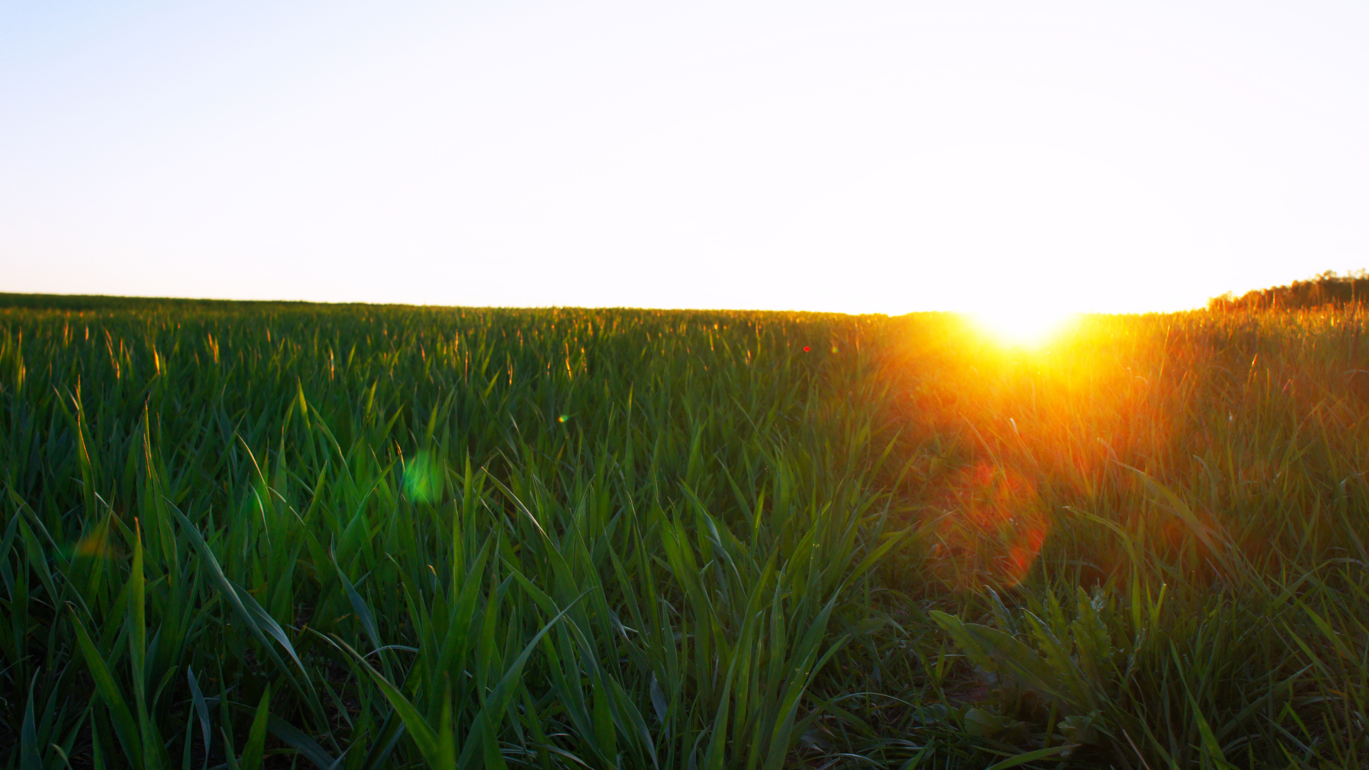 A field of green grass with a burst of sunlight peeking over the horizon in the distance.