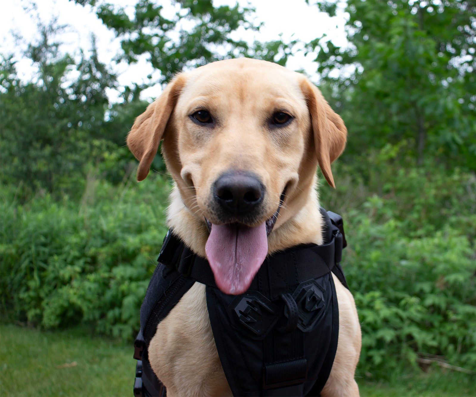 Tilly, the Conservation Detection Dog!