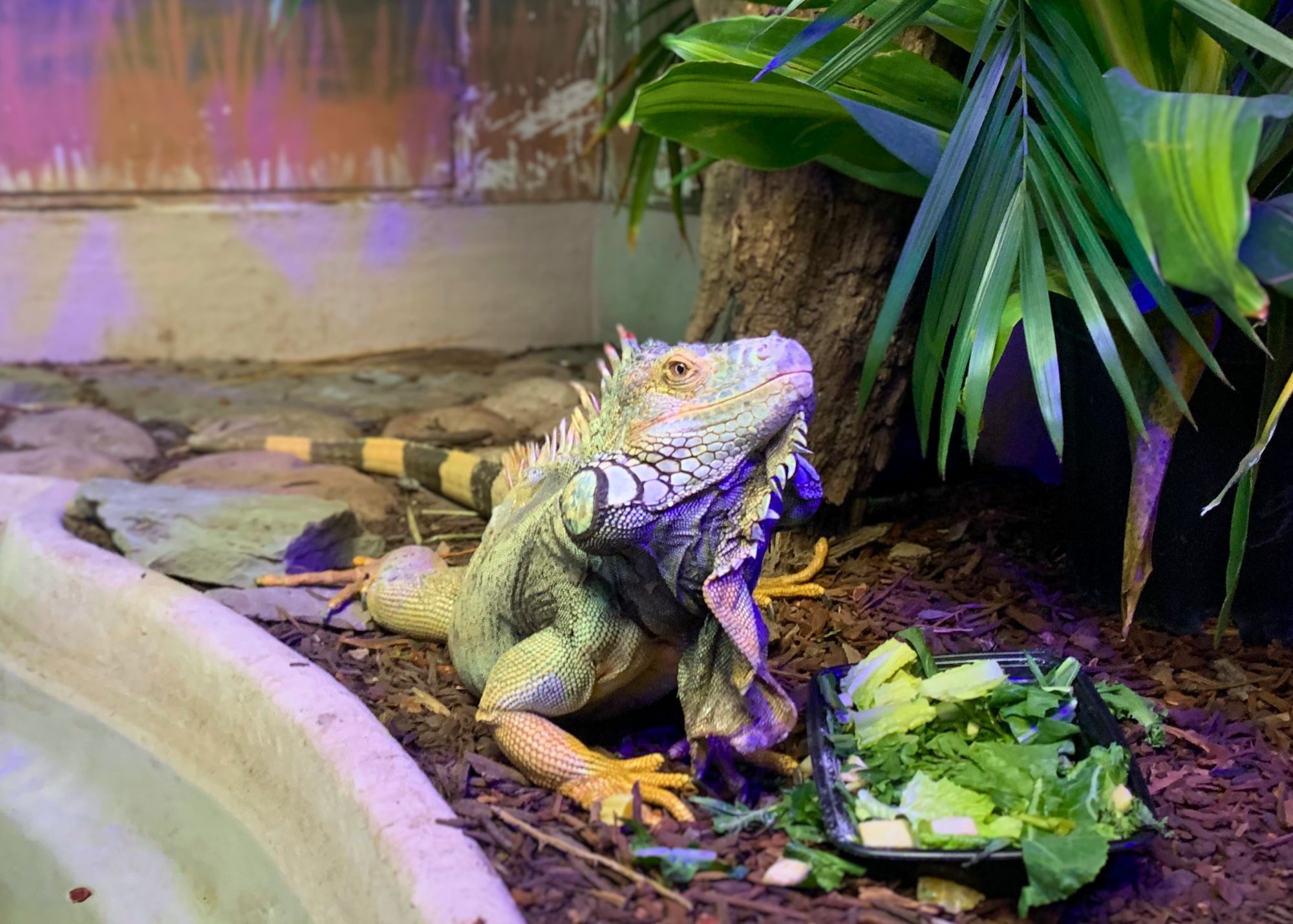 Jet and His Salad