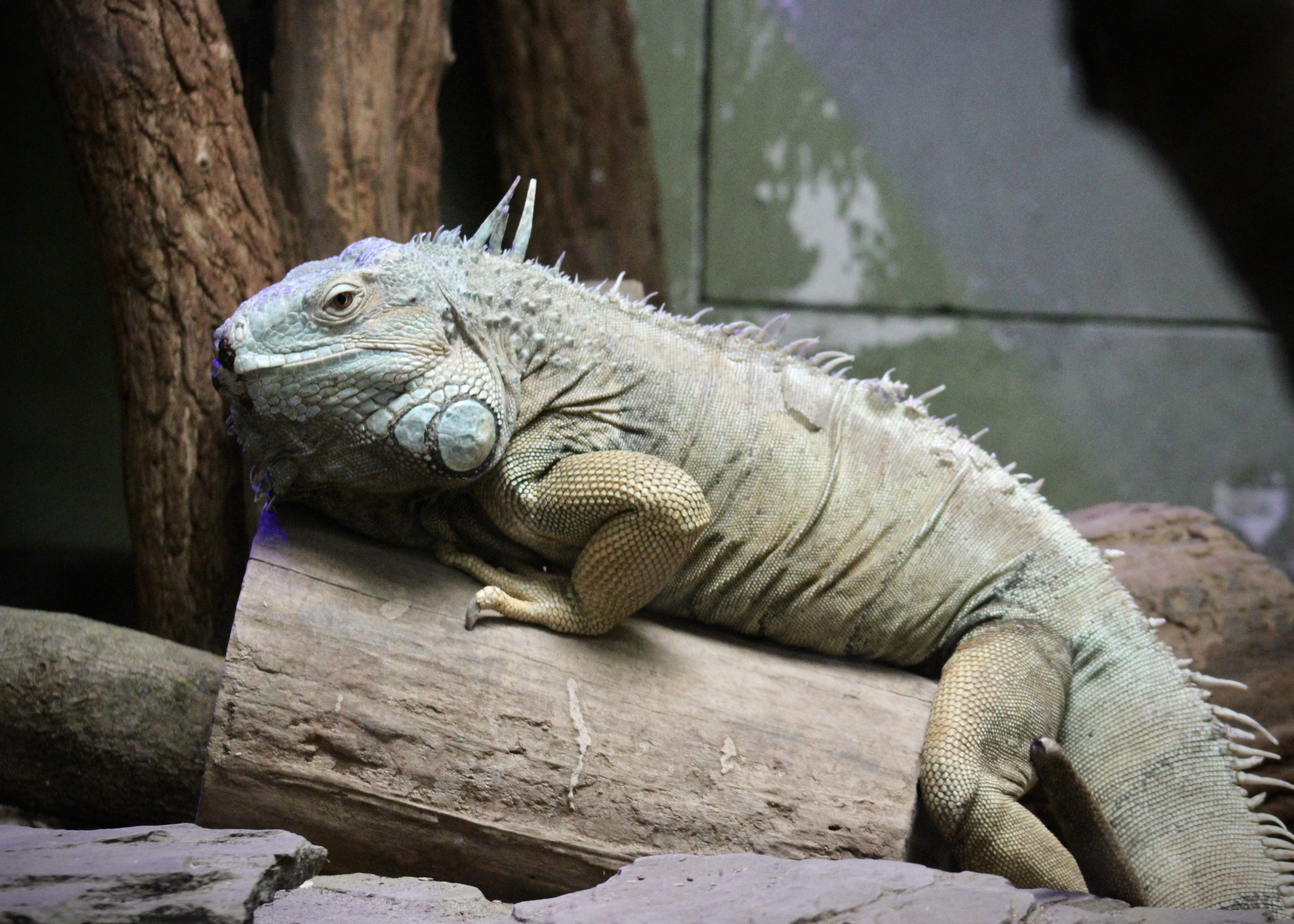 Godzilla Posing