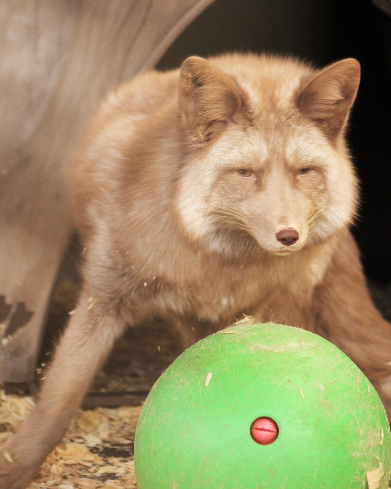 Fox Carnivore Diet — Donate Today!