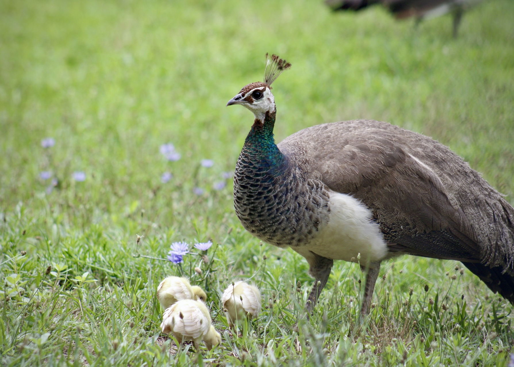 Mama Peahen
