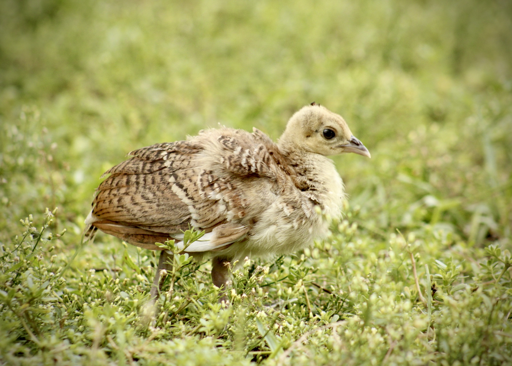 Peachick