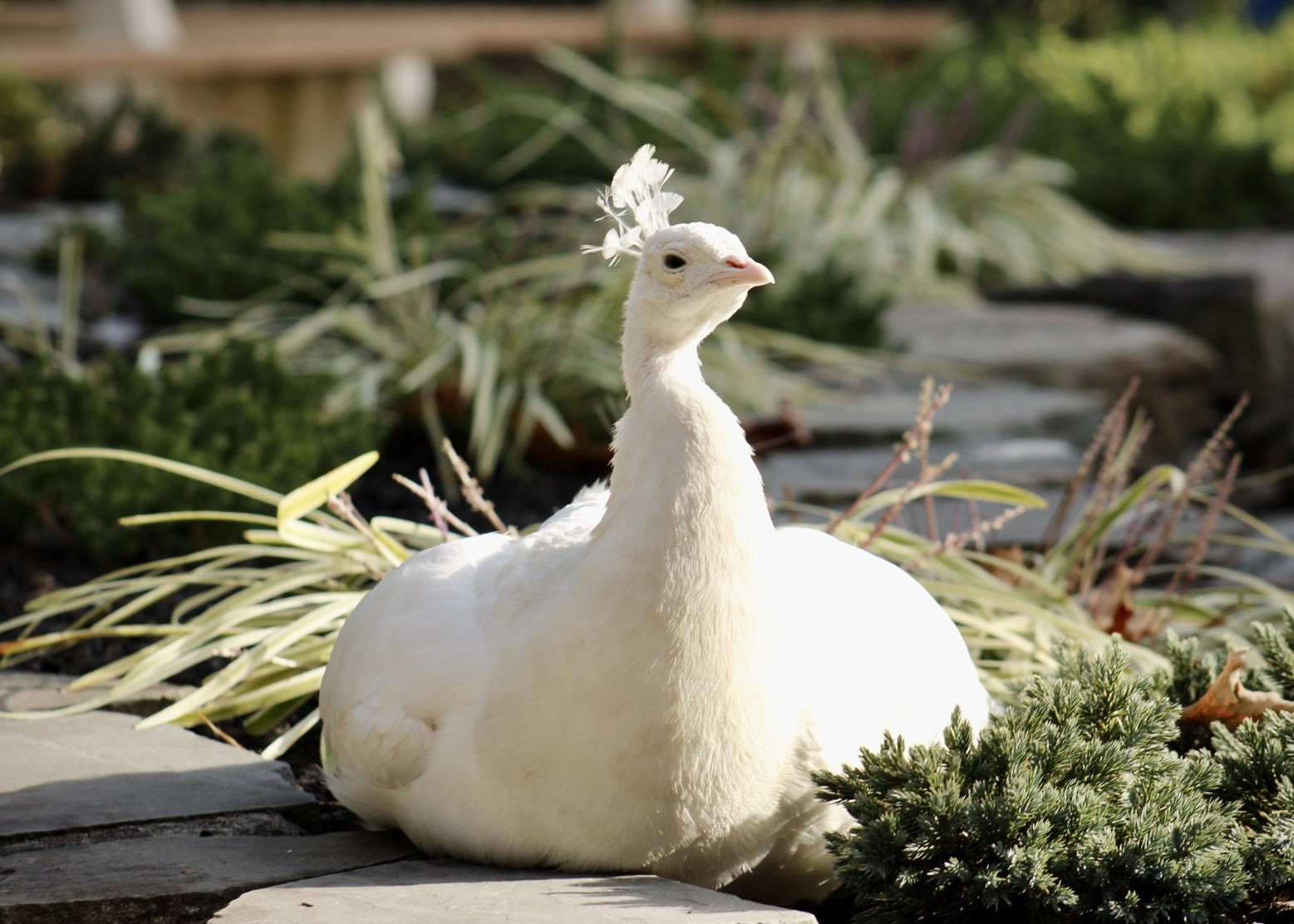 White Peacock