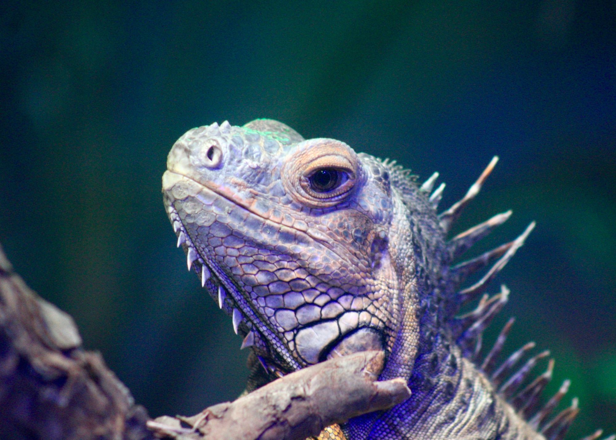 Palmer close up