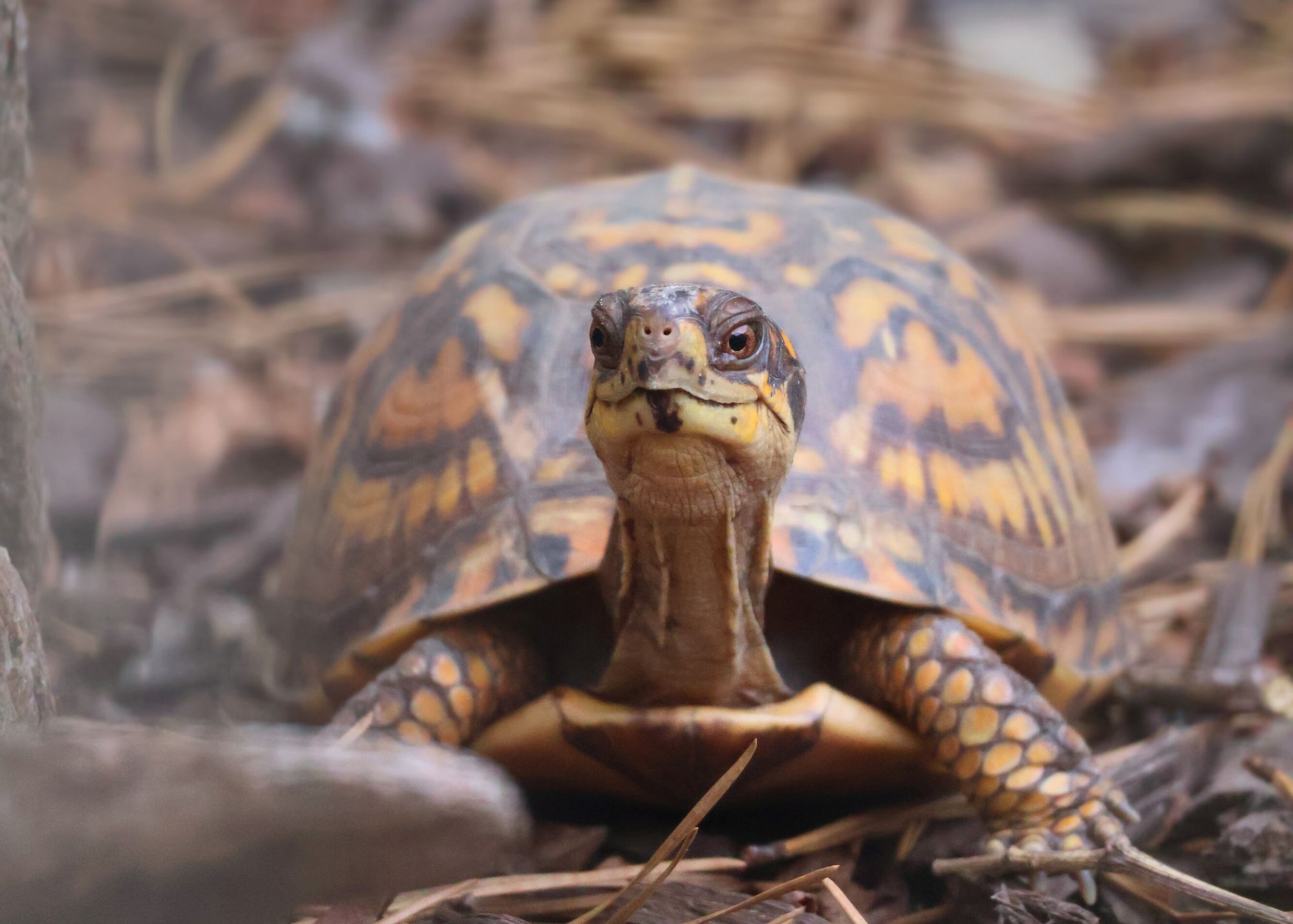 turtle