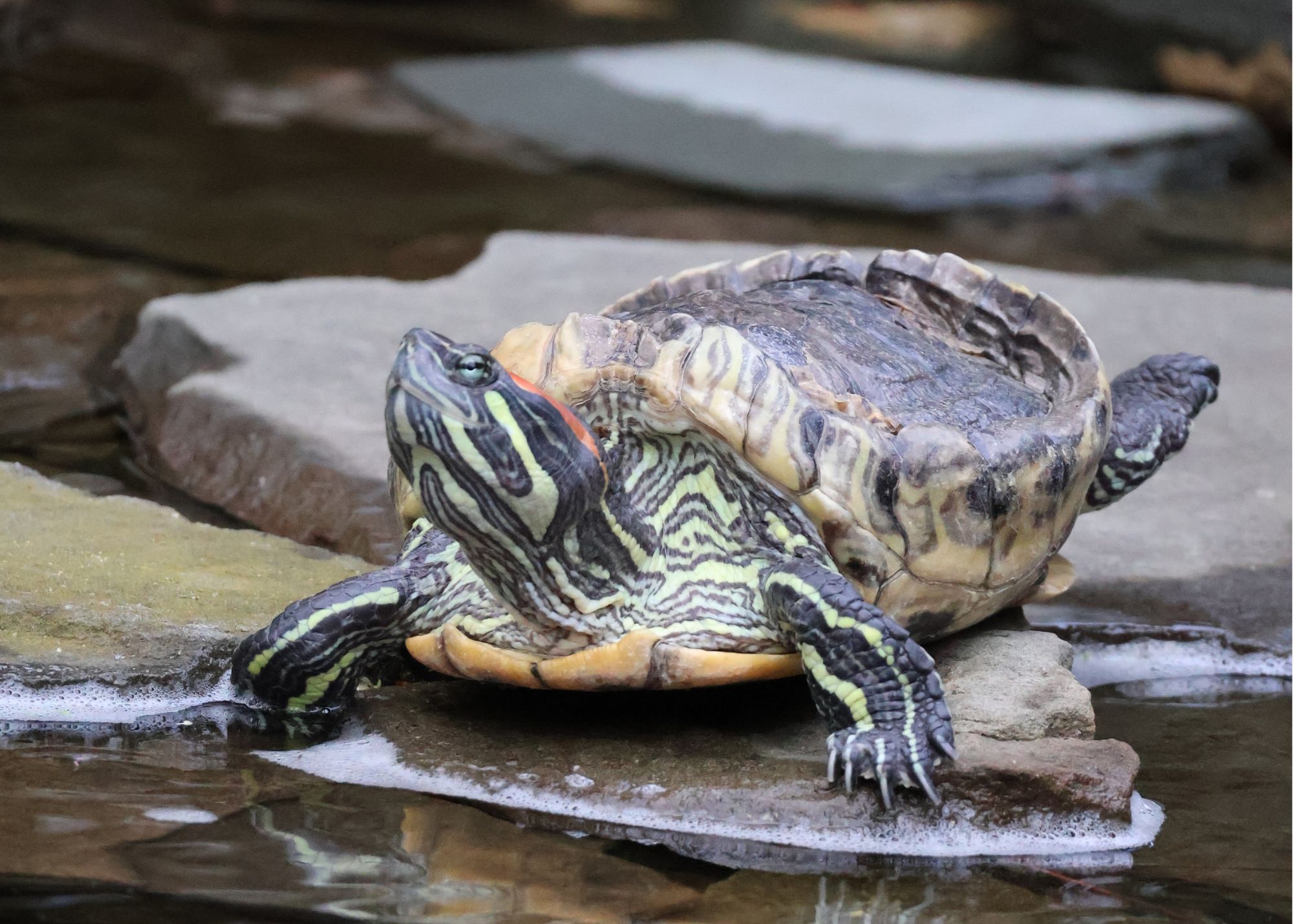 Pond Turtle