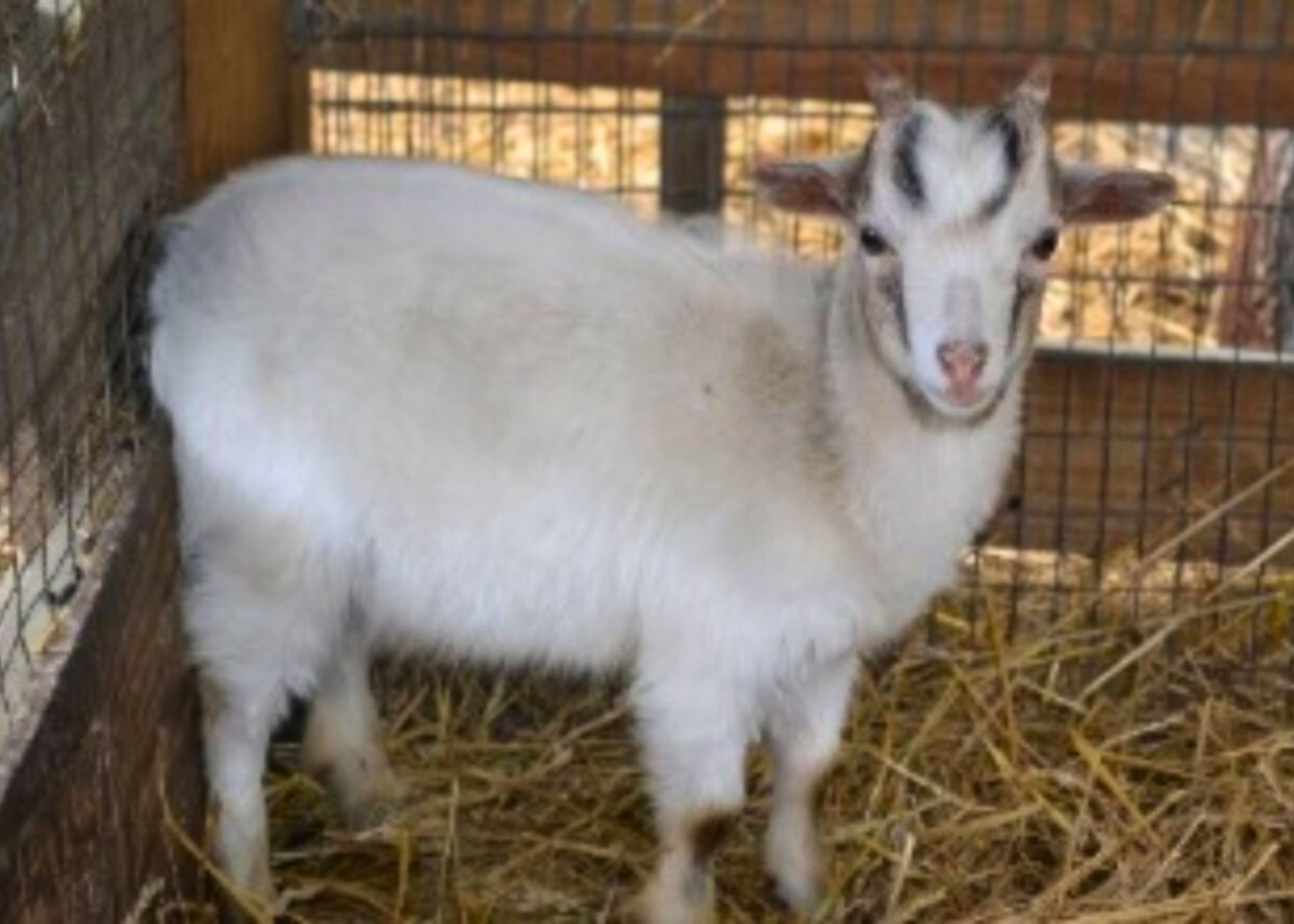 Baby Andy