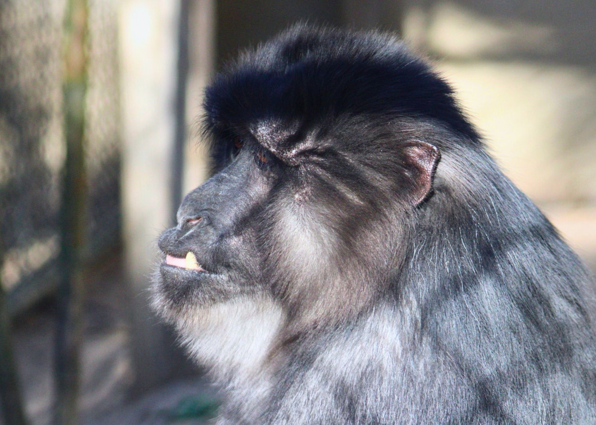 Boomer profile