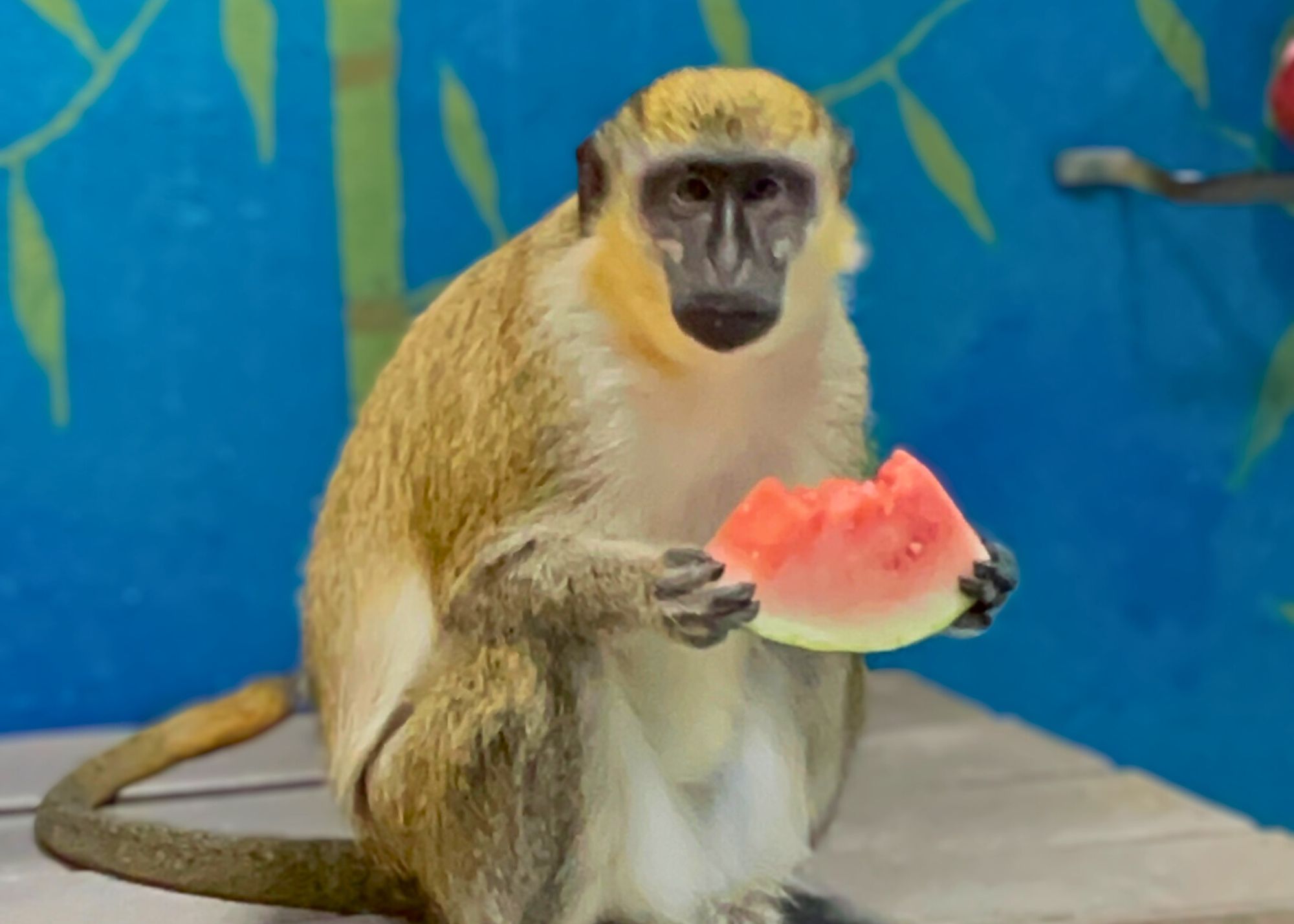 Watermelon