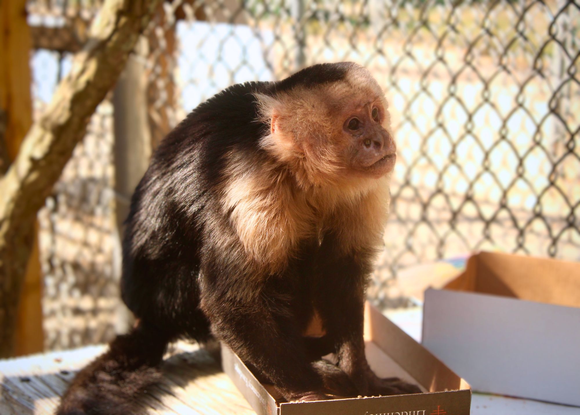 Buster Box