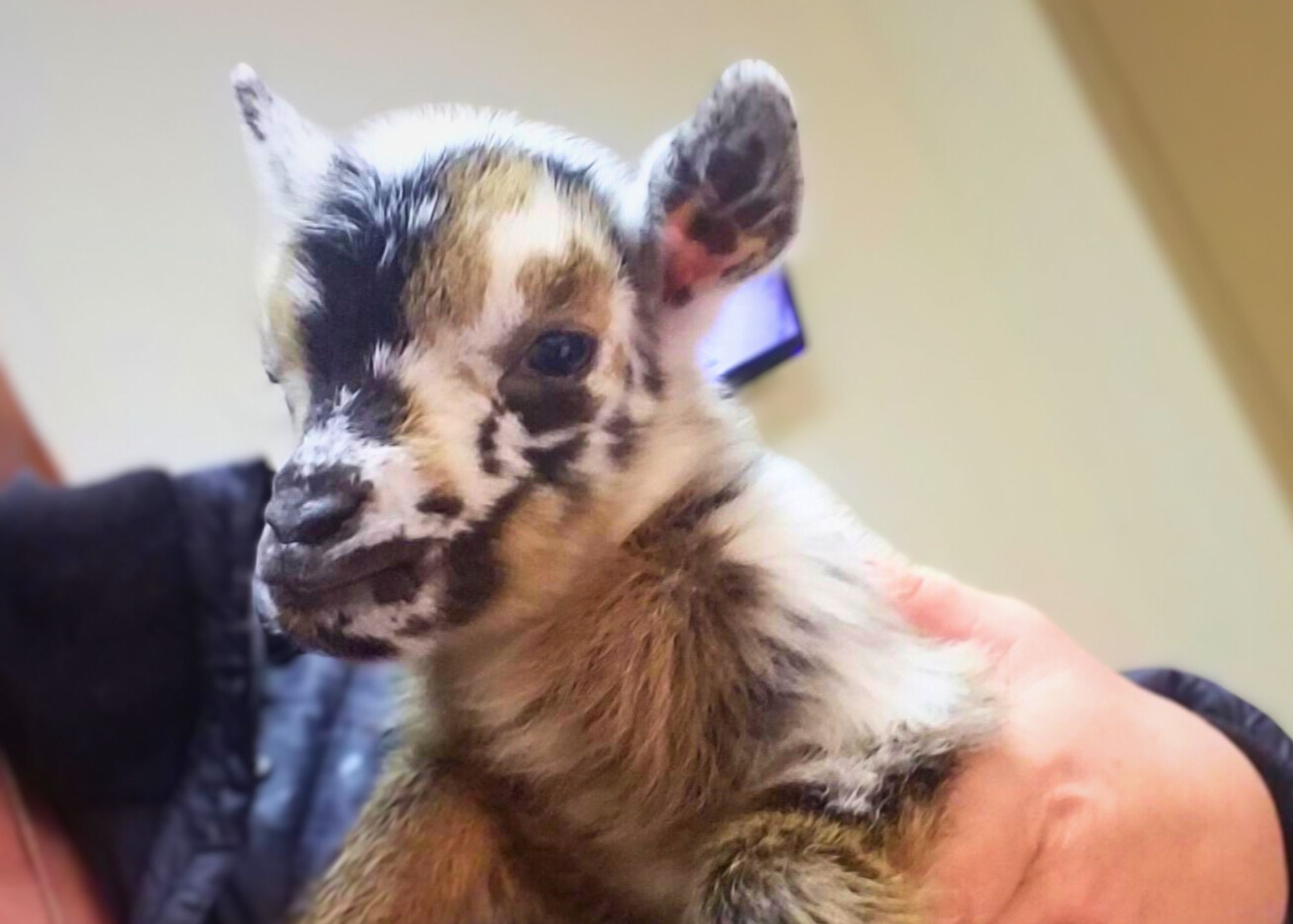 Baby Callie