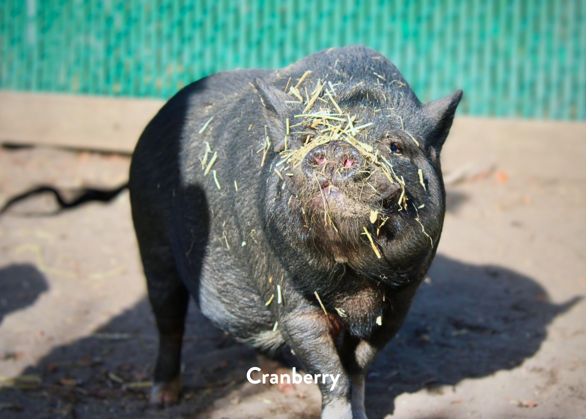 Cranberry