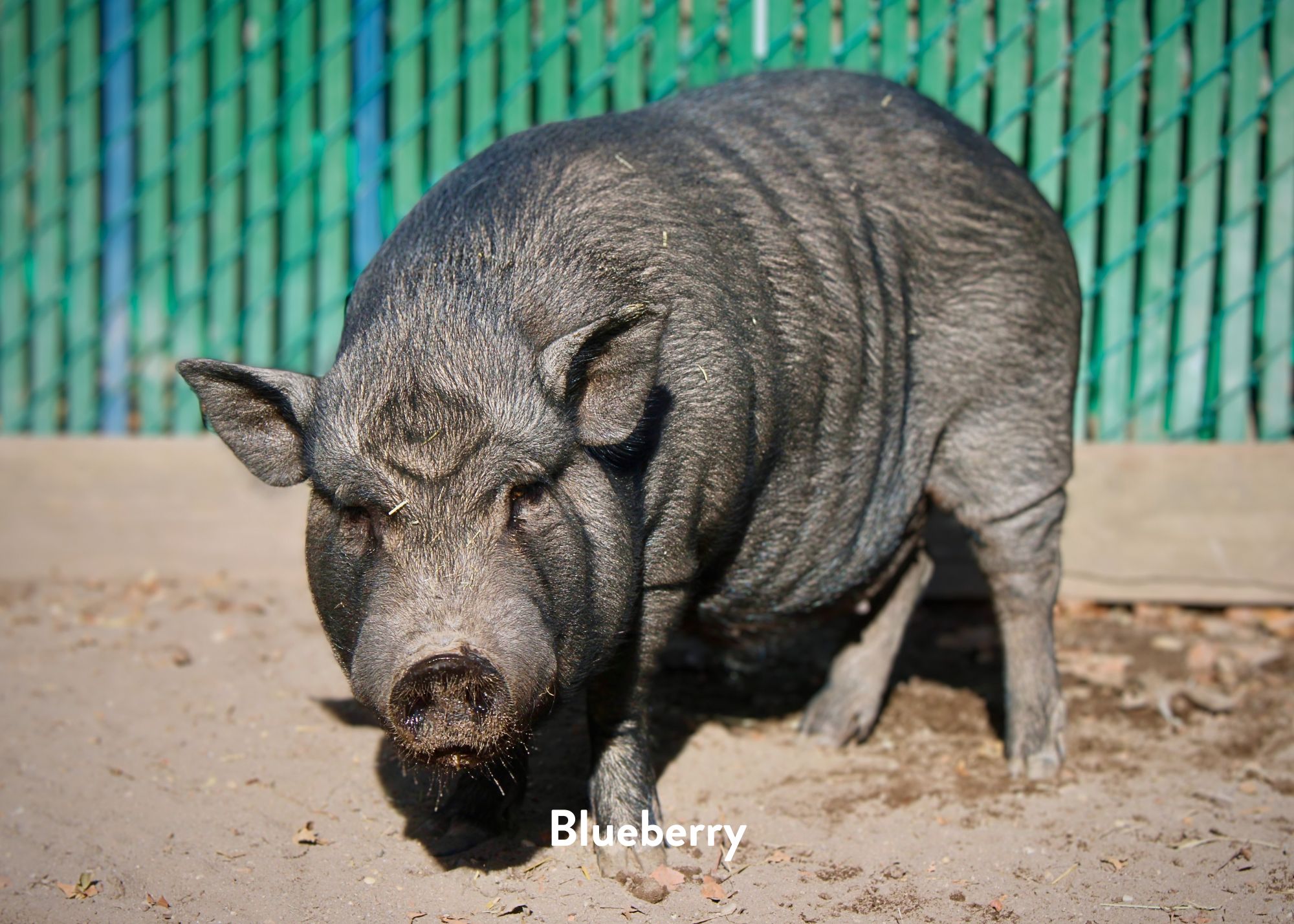 Blueberry