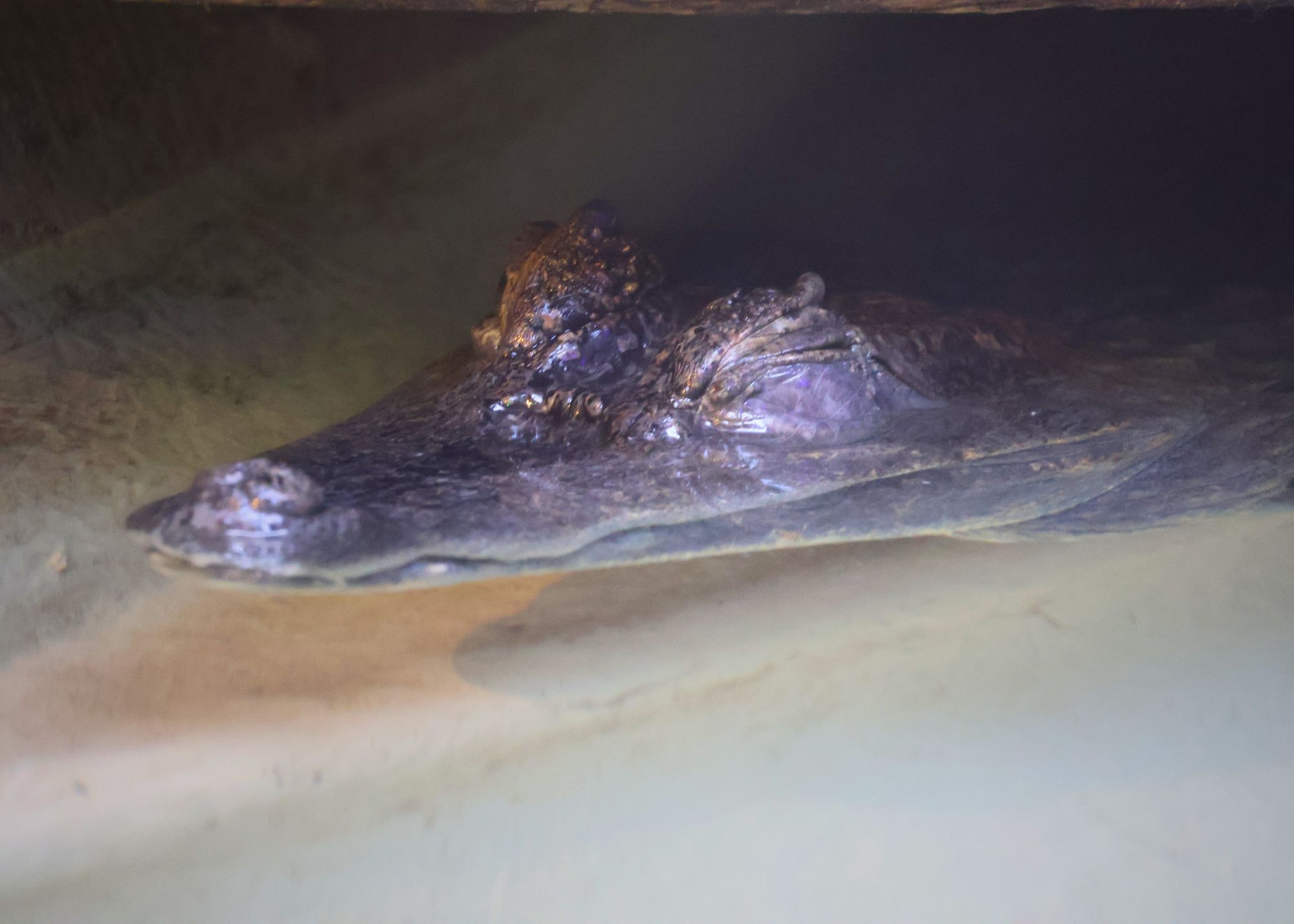 Croc sleeping