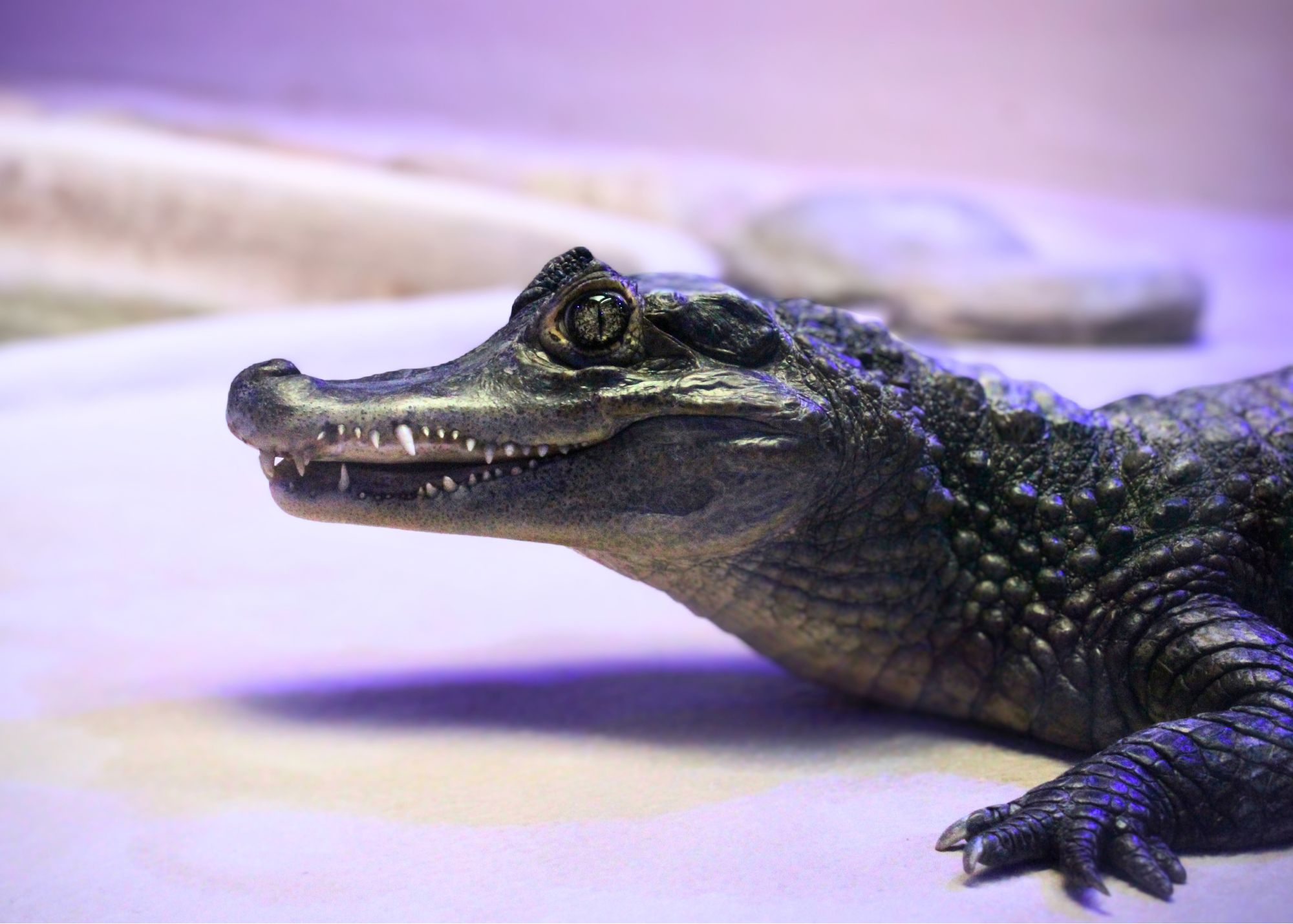 Croc Sees You
