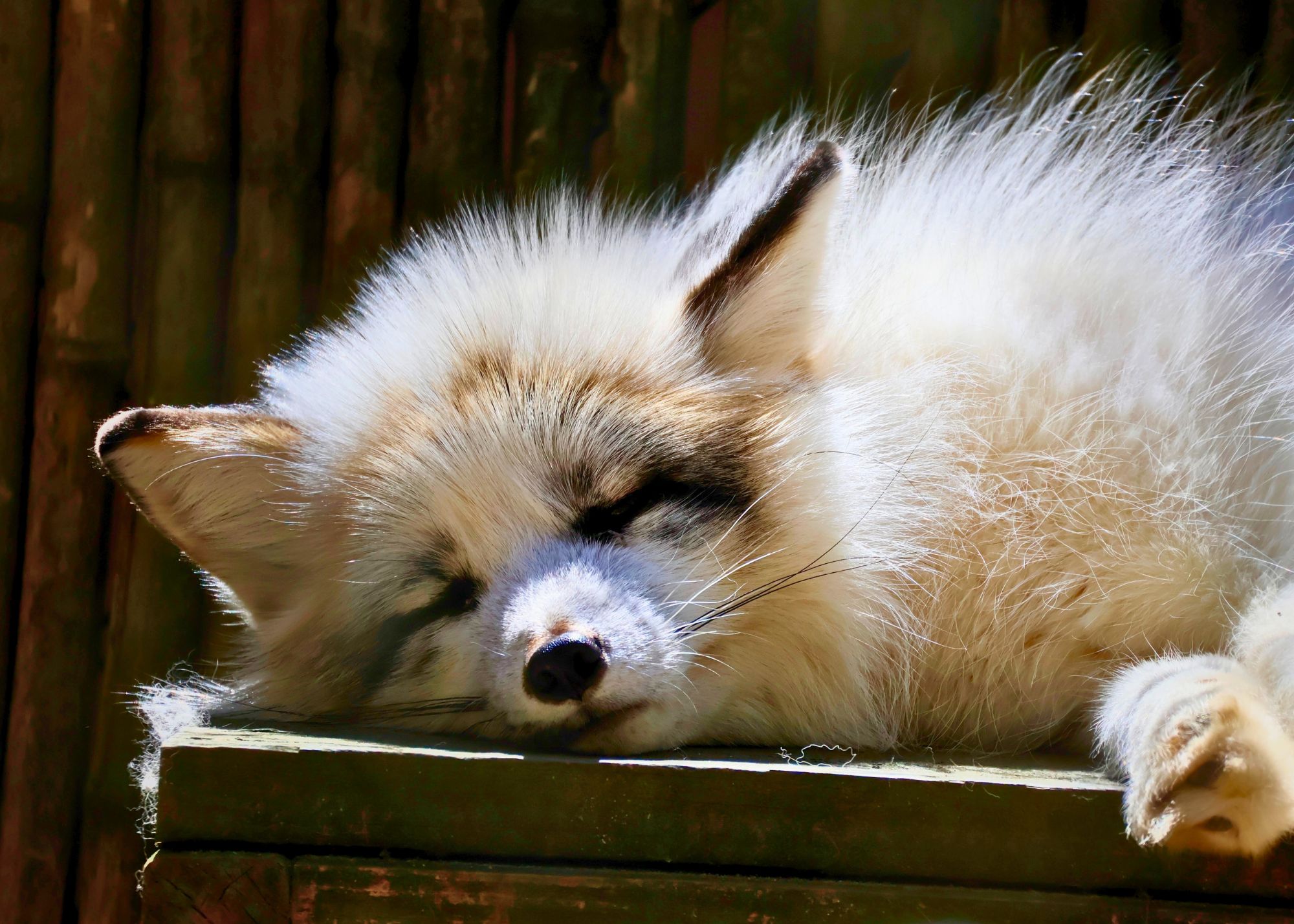 Curveball Sleeping