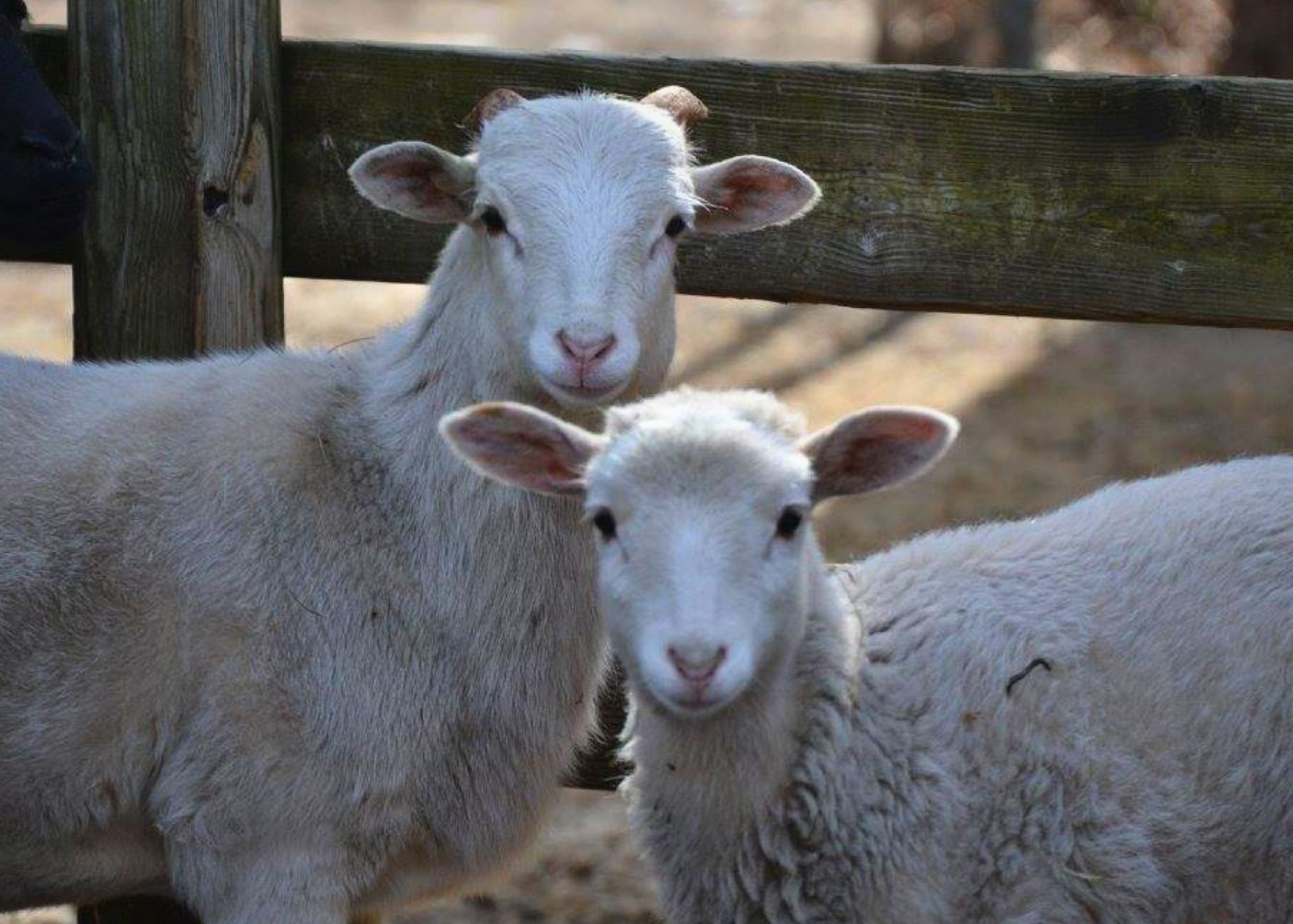 baby photo