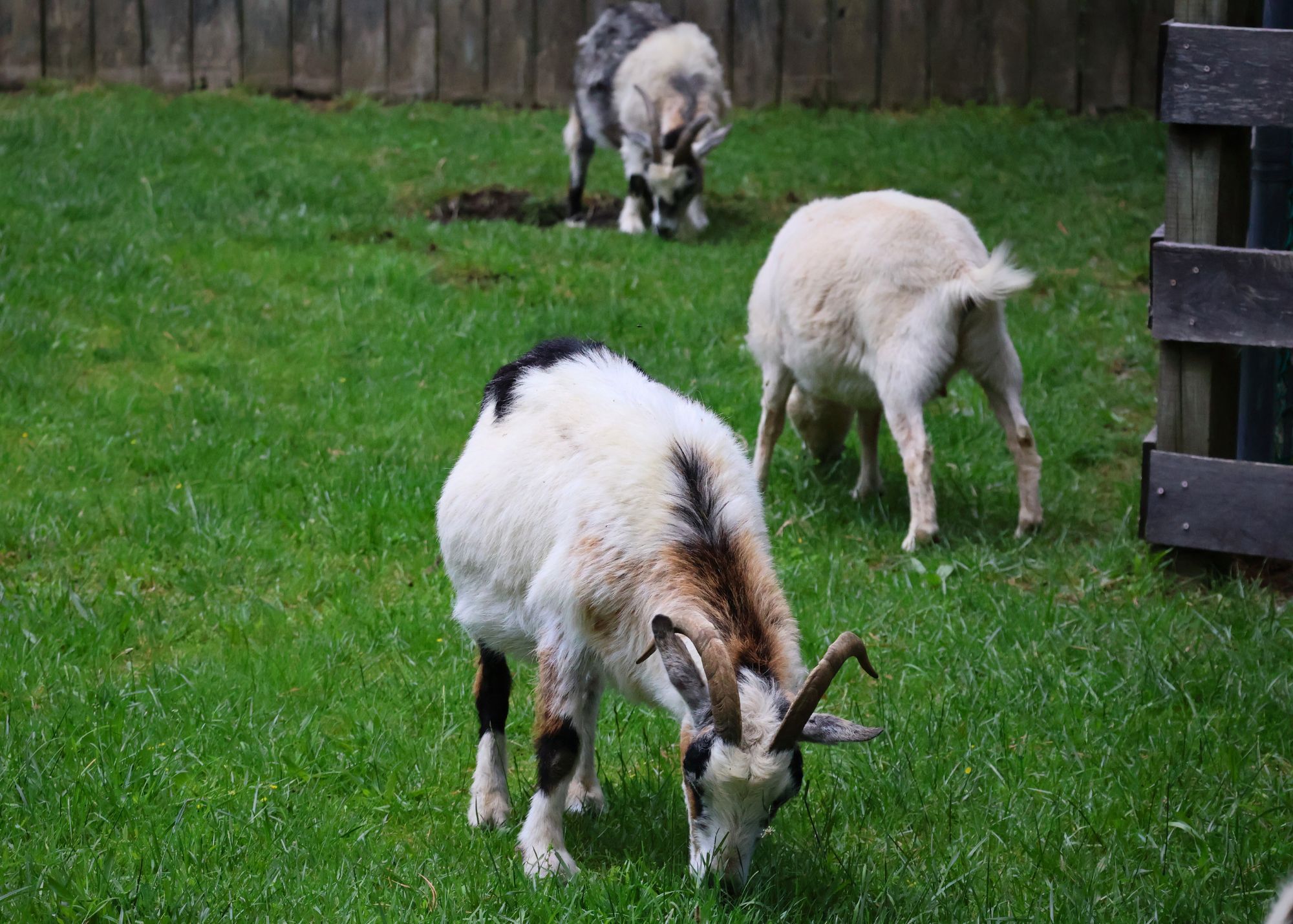 eating grass