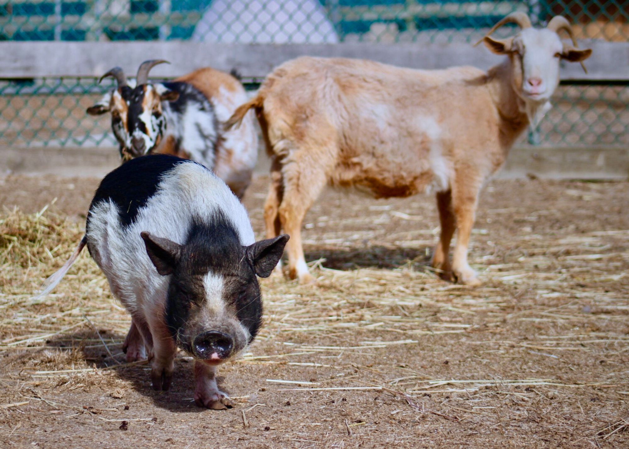 Peggy and friends